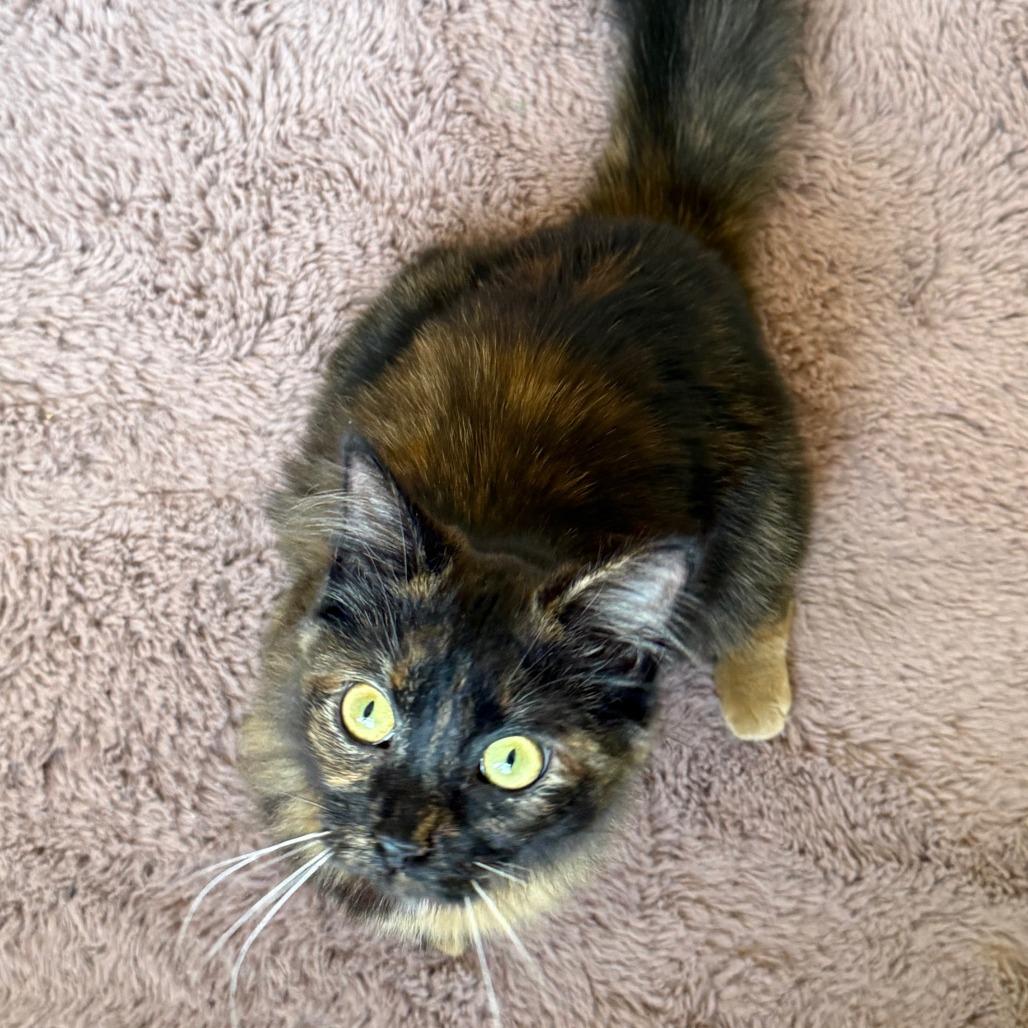 Enlarge Patches, a Adoptable Domestic Long Hair in Chapel Hill, NC image 2/4