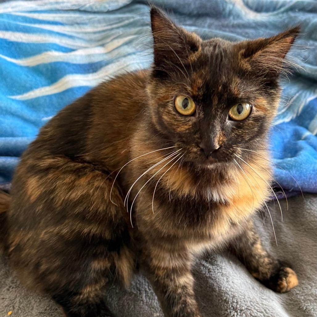 Enlarge Patches, a Adoptable Domestic Long Hair in Chapel Hill, NC image 3/4