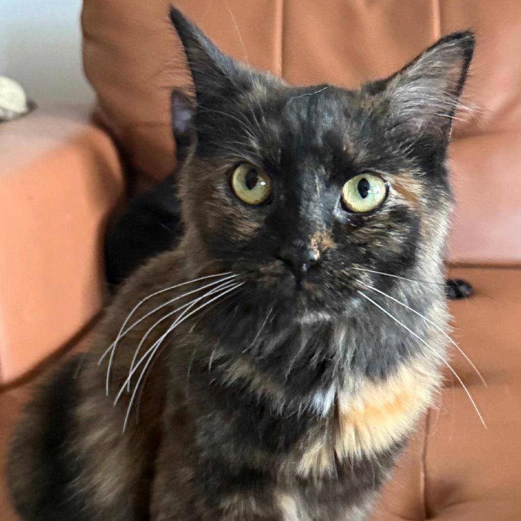 Patches, Adoptable, Young Female Domestic Long Hair.