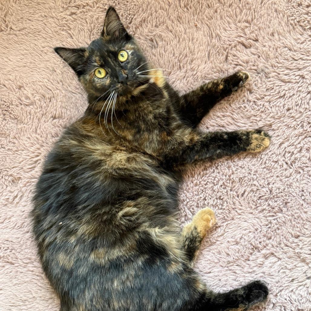 Patches, a Adoptable Domestic Long Hair in Chapel Hill, NC image 2/2