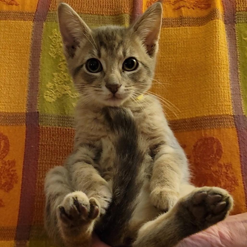 Enlarge Somoa, a Adoptable Domestic Medium Hair in Chattanooga, TN image 5/5