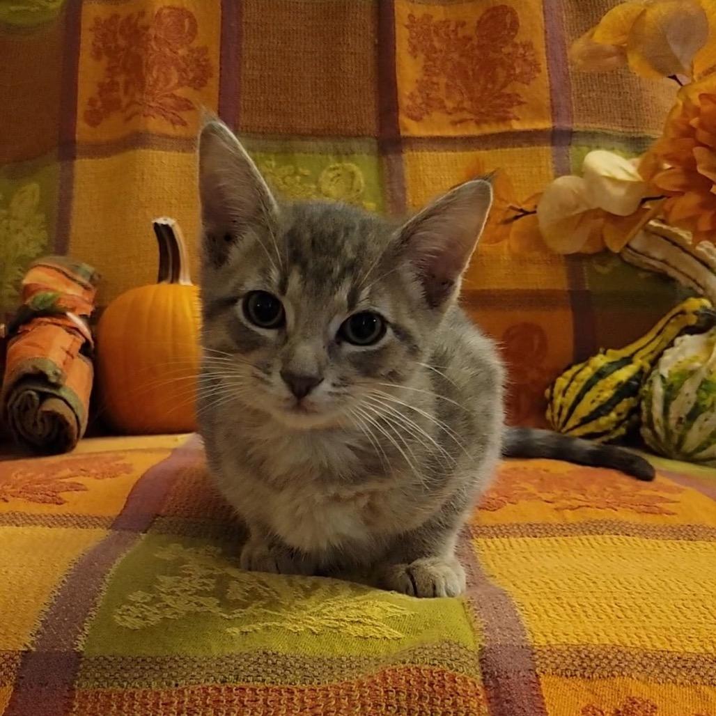 Enlarge Somoa, a Adoptable Domestic Medium Hair in Chattanooga, TN image 3/5