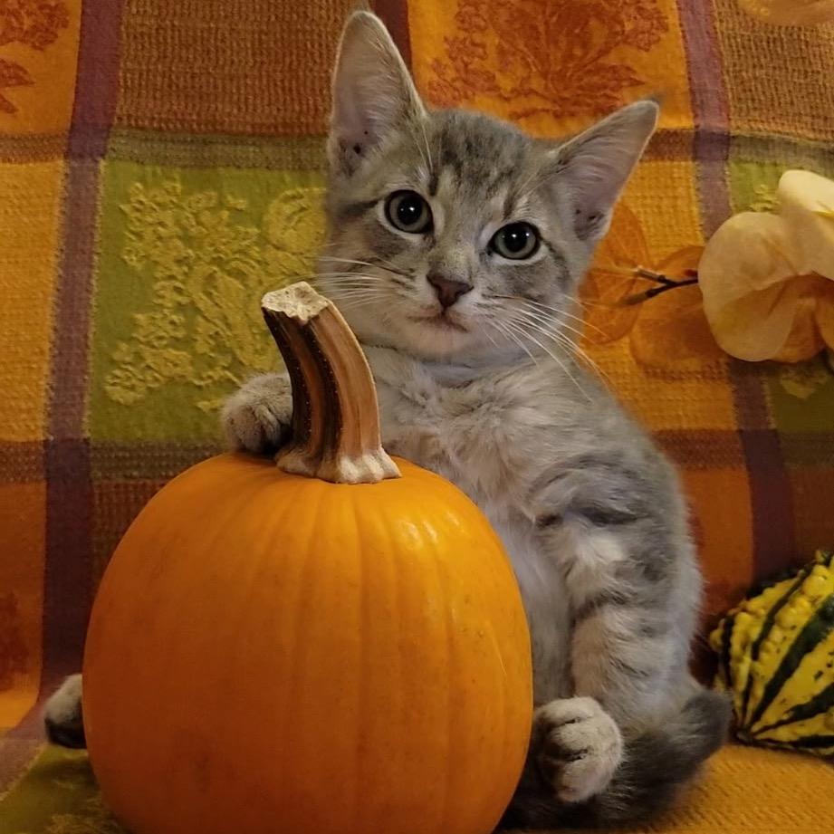 Somoa, Adoptable, Kitten Male Domestic Medium Hair.