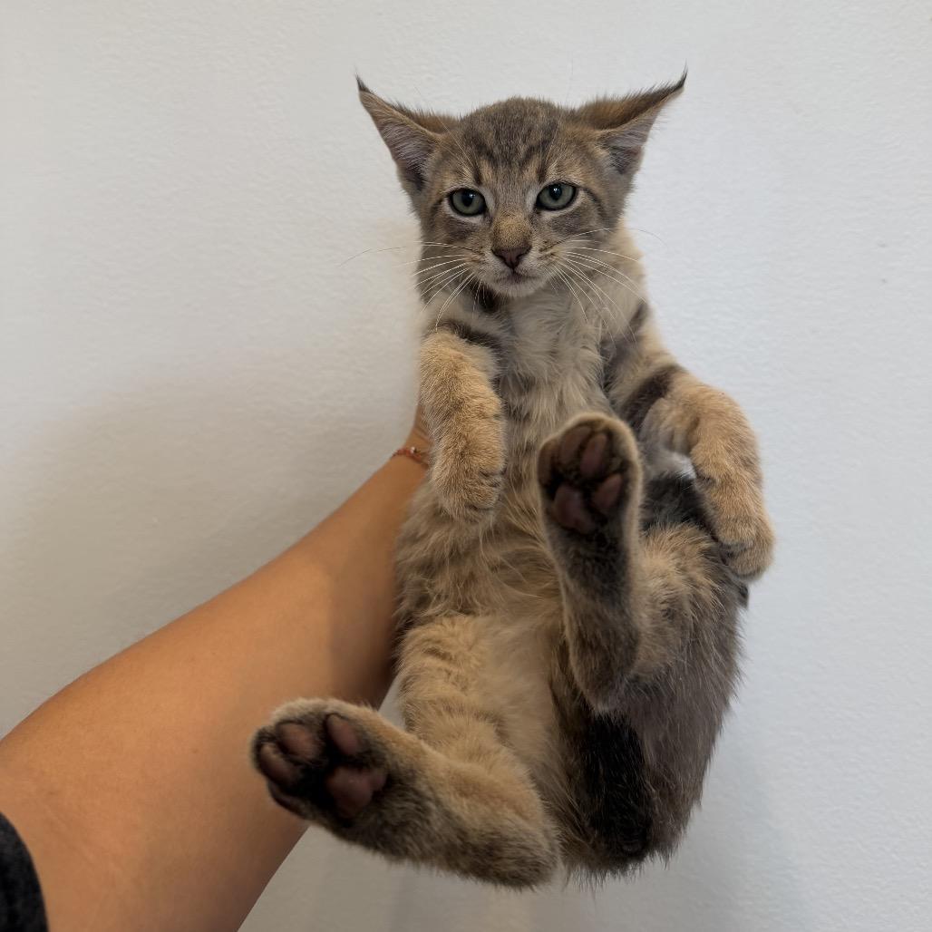 Enlarge Somoa, a Adoptable Domestic Medium Hair in Chattanooga, TN image 2/5