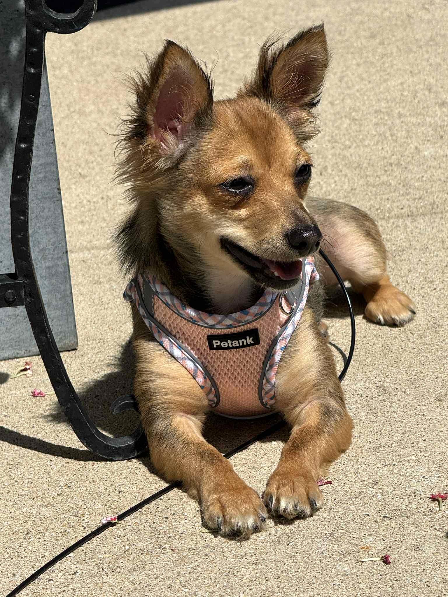 EVIE, Adopted, Adult Female Chihuahua & Yorkshire Terrier.