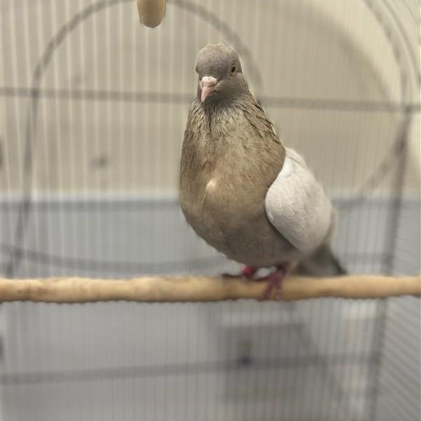 Oscar, Adult Female unknown