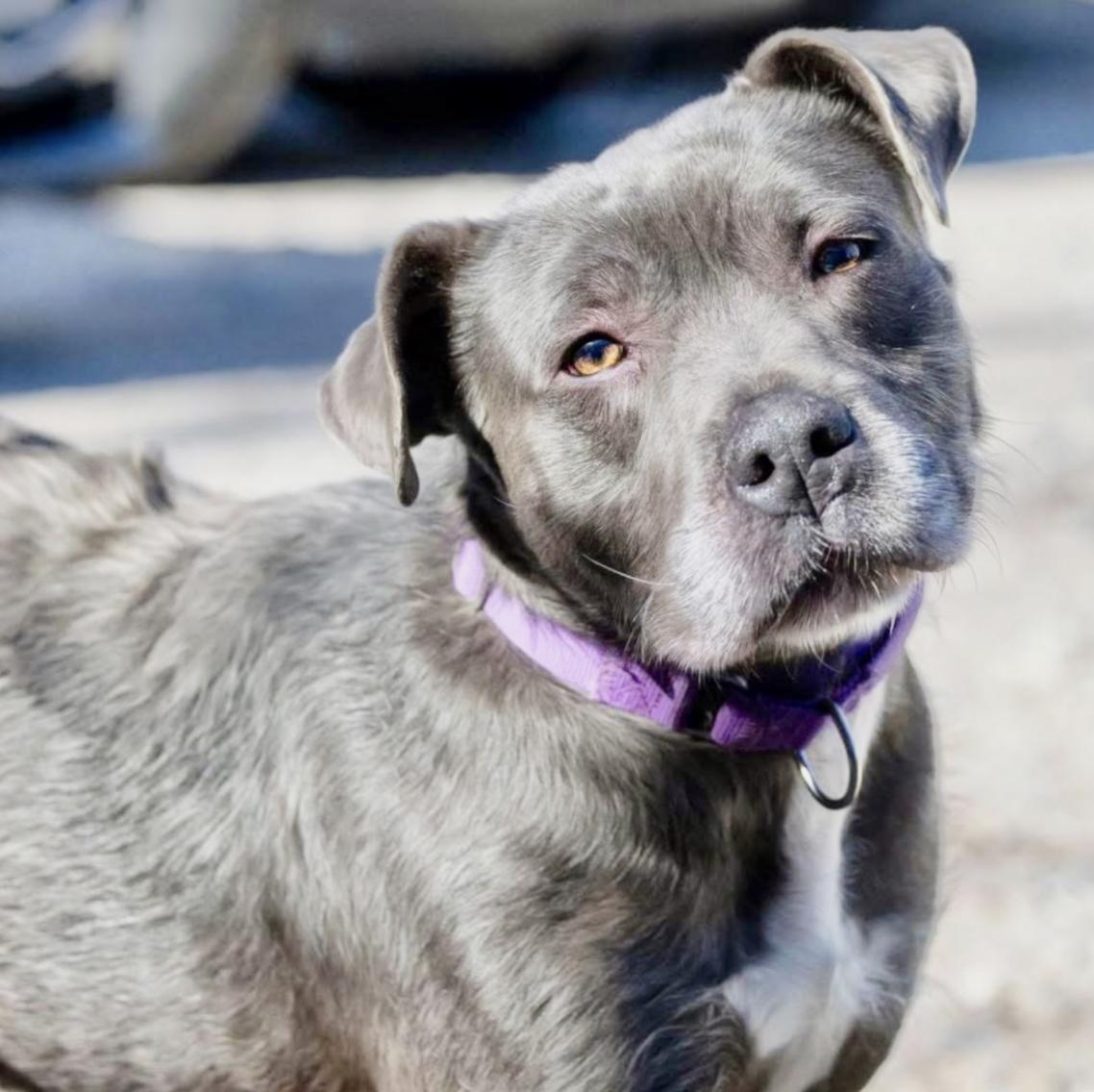Critter, Adult Male Pit Bull Terrier