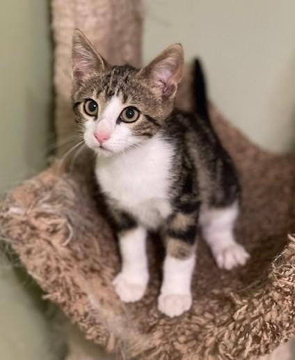 NOODLES, a Adoptable Domestic Short Hair in Panora, IA image 3/6