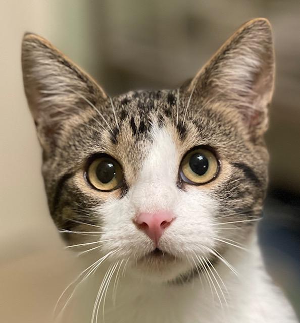 NOODLES, Adoptable, Young Male Domestic Short Hair.
