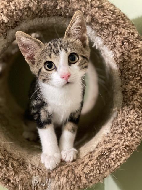 NOODLES, Adoptable, Kitten Male Domestic Short Hair.