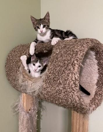 NOODLES, a Adoptable Domestic Short Hair in Panora, IA image 5/6
