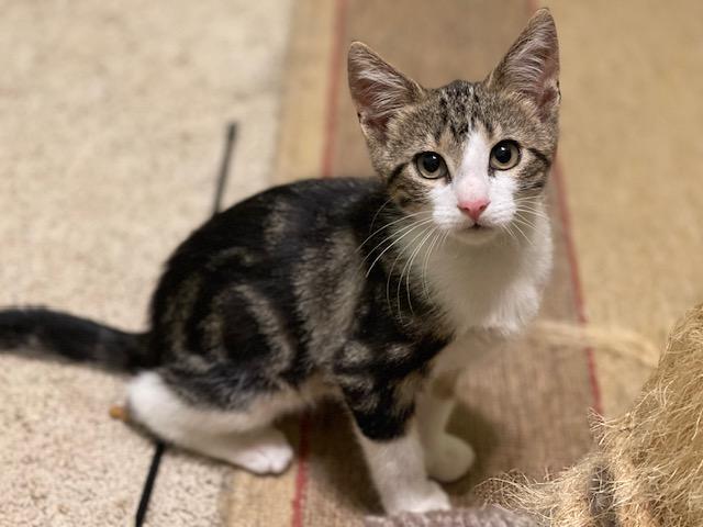 NOODLES, a Adoptable Domestic Short Hair in Panora, IA image 2/6