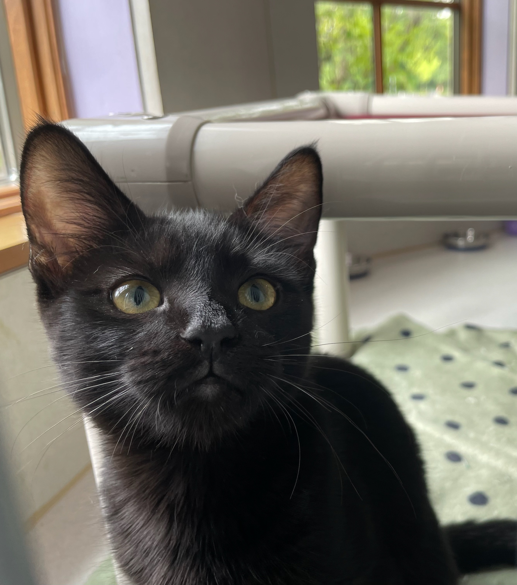 Kitcat, an adoptable Siamese & Domestic Short Hair Mix in Ann Arbor, MI_image-2