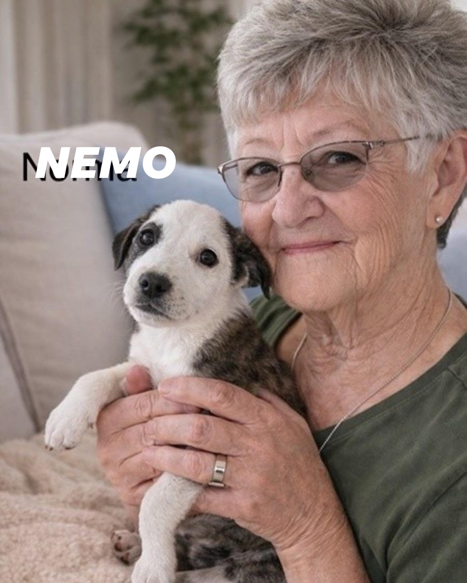 Nemo, adopted, Puppy Male Australian Shepherd & Great Pyrenees.