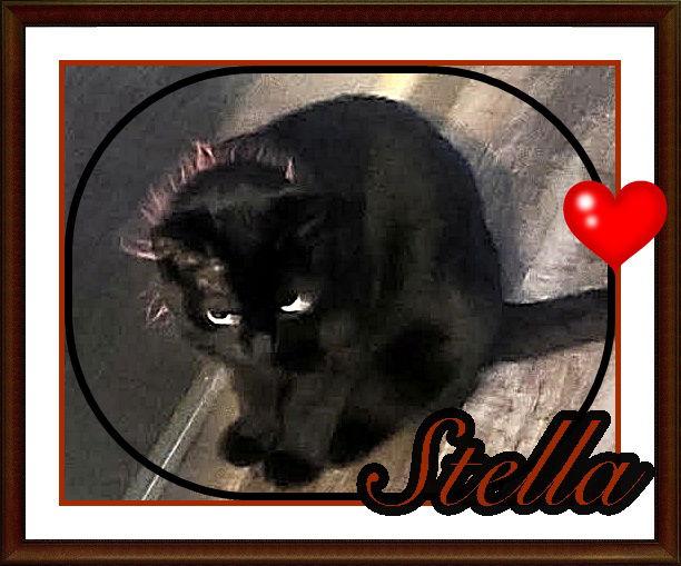 Enlarge STELLA, a Adopted Domestic Short Hair in London, ON image 2/3