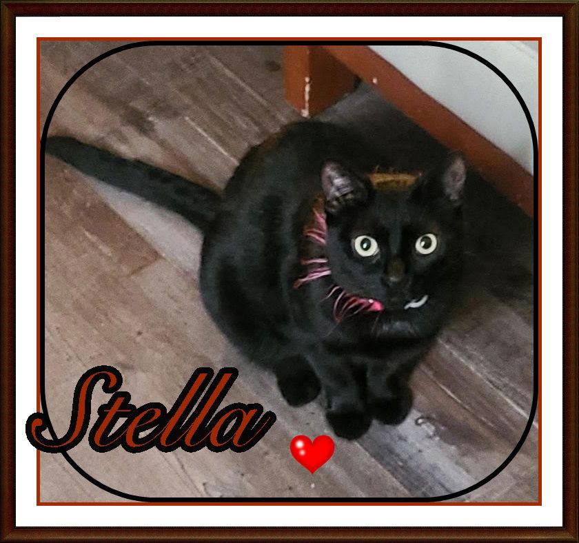 Enlarge STELLA, a Adopted Domestic Short Hair in London, ON image 3/3