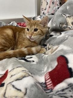 Praline, Adoptable, Kitten Male Tabby.