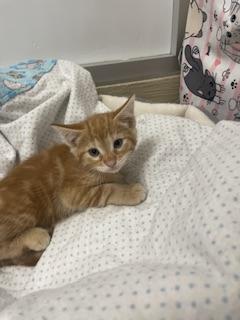 Praline, a Adoptable Tabby in Parlier, CA image 2/3