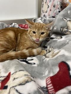 Praline, a Adoptable Tabby in Parlier, CA image 3/3