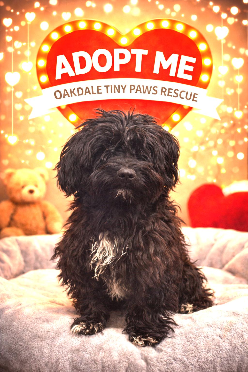 Curly, Adoptable, Young Male Terrier.