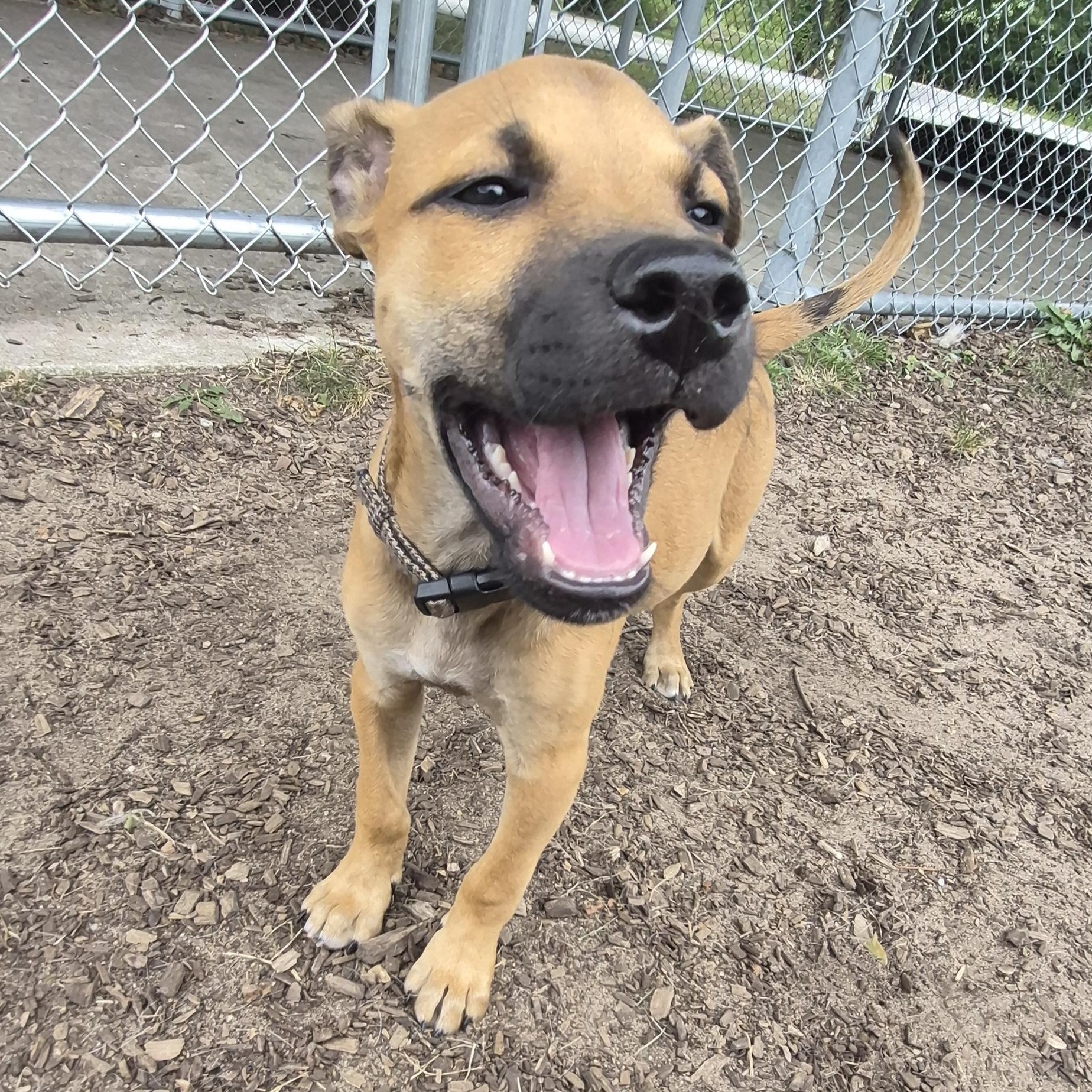 Enlarge Scooby, a Adopted Mixed Breed in Mount Pleasant, MI image 3/5