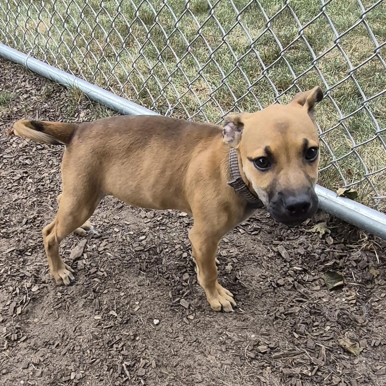 Enlarge Scooby, a Adopted Mixed Breed in Mount Pleasant, MI image 4/5