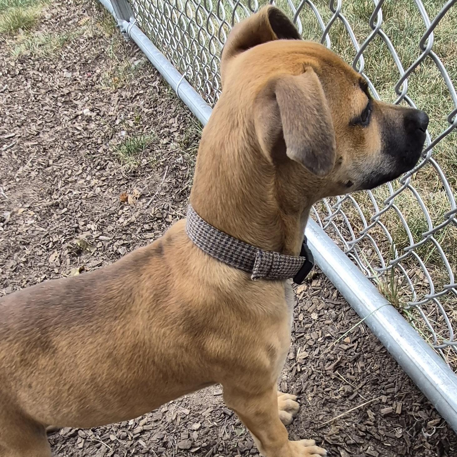 Enlarge Scooby, a Adopted Mixed Breed in Mount Pleasant, MI image 2/5