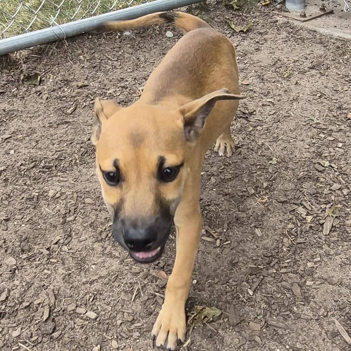 Scooby, Adopted, Puppy Male Mixed Breed.