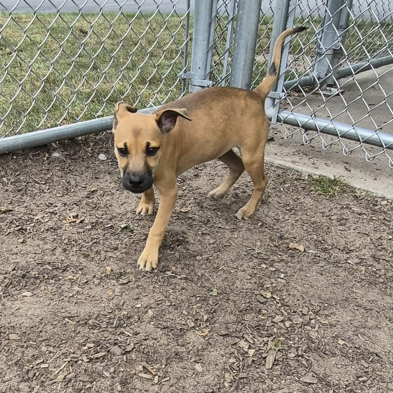 Enlarge Scooby, a Adopted Mixed Breed in Mount Pleasant, MI image 5/5