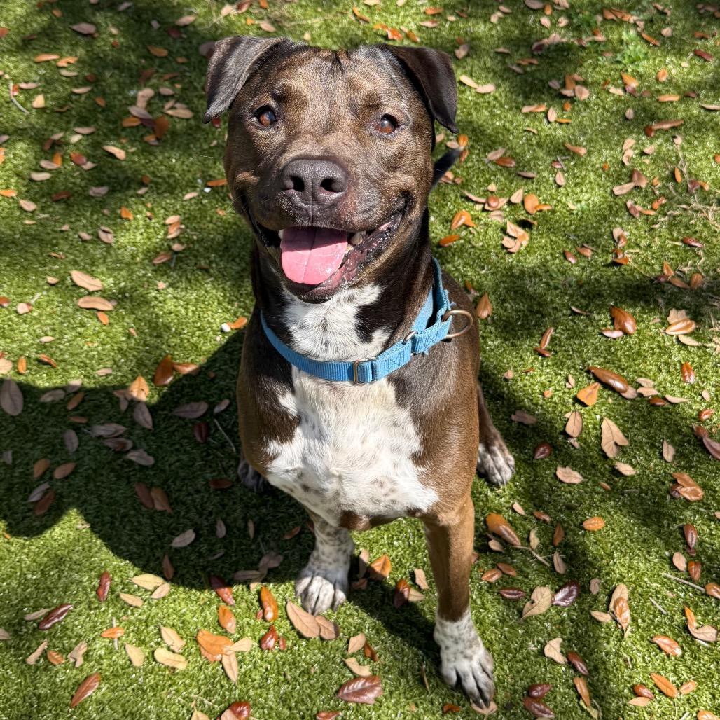 Beau, Adoptable, Adult Male Mixed Breed.