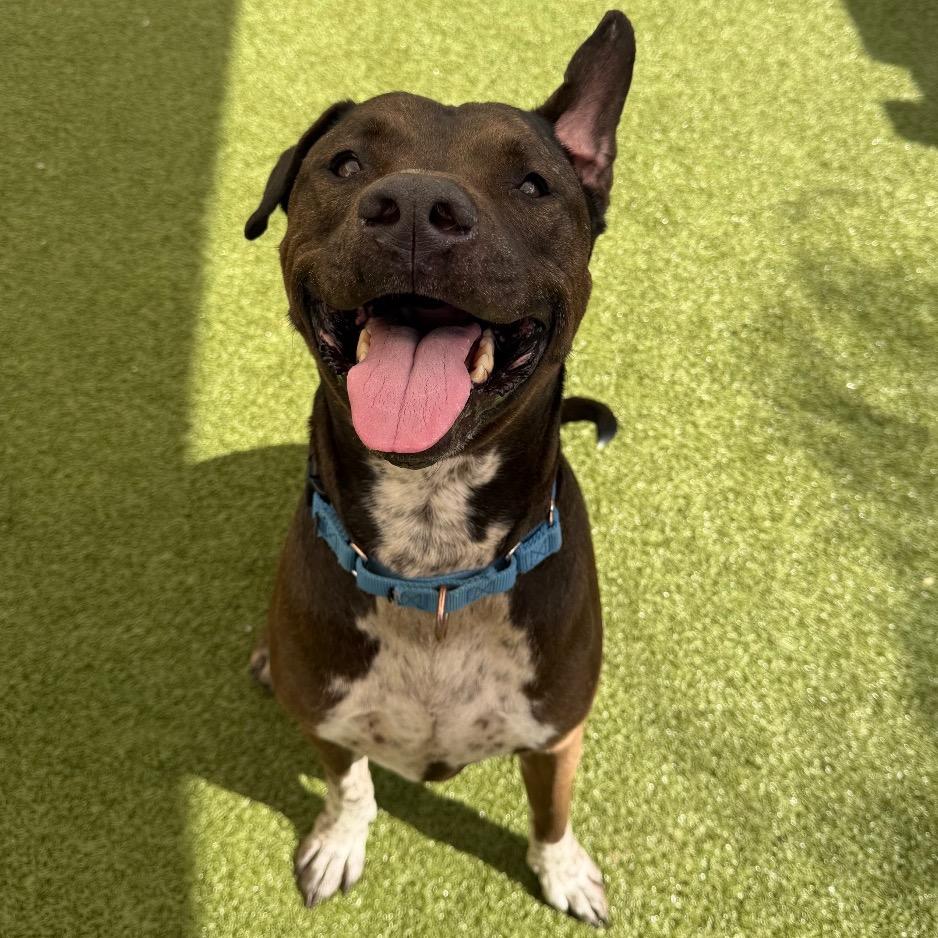 Enlarge Beau, a Adoptable Mixed Breed in Titusville, FL image 2/6