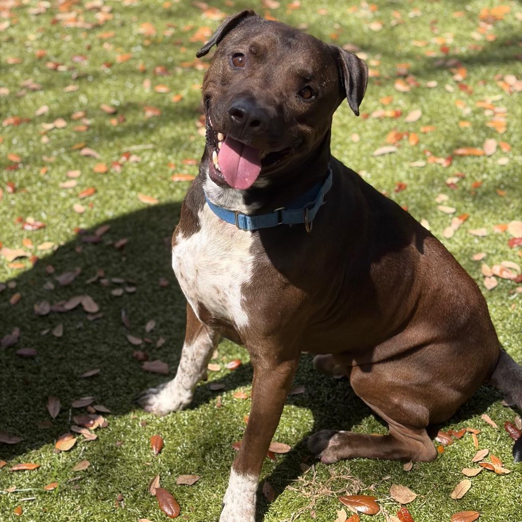 Enlarge Beau, a Adoptable Mixed Breed in Titusville, FL image 3/6