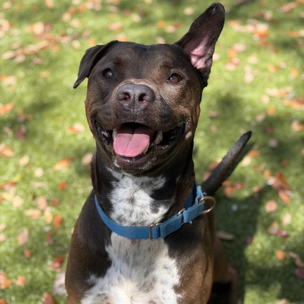 Enlarge Beau, a Adoptable Mixed Breed in Titusville, FL image 4/6