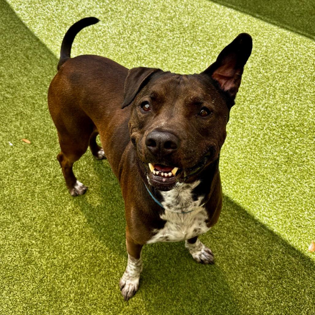 Enlarge Beau, a Adoptable Mixed Breed in Titusville, FL image 5/6