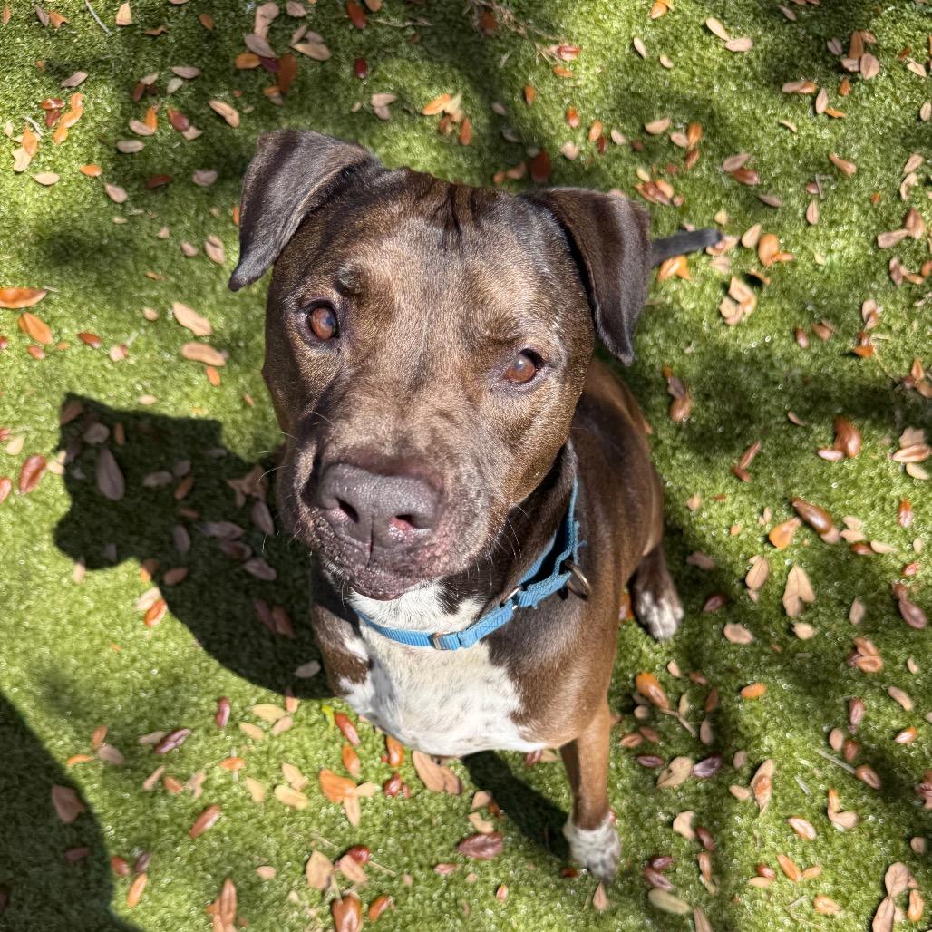 Enlarge Beau, a Adoptable Mixed Breed in Titusville, FL image 6/6