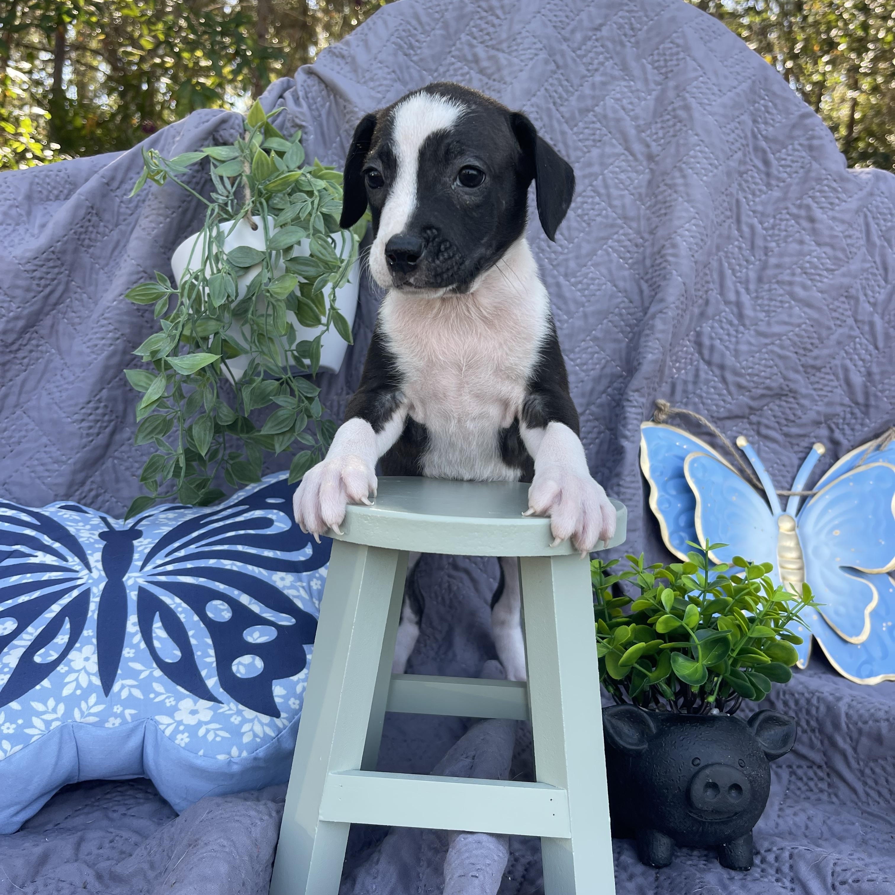 Enlarge Moo Moo, an adopted mixed breed in Sebring, FL image 6/6