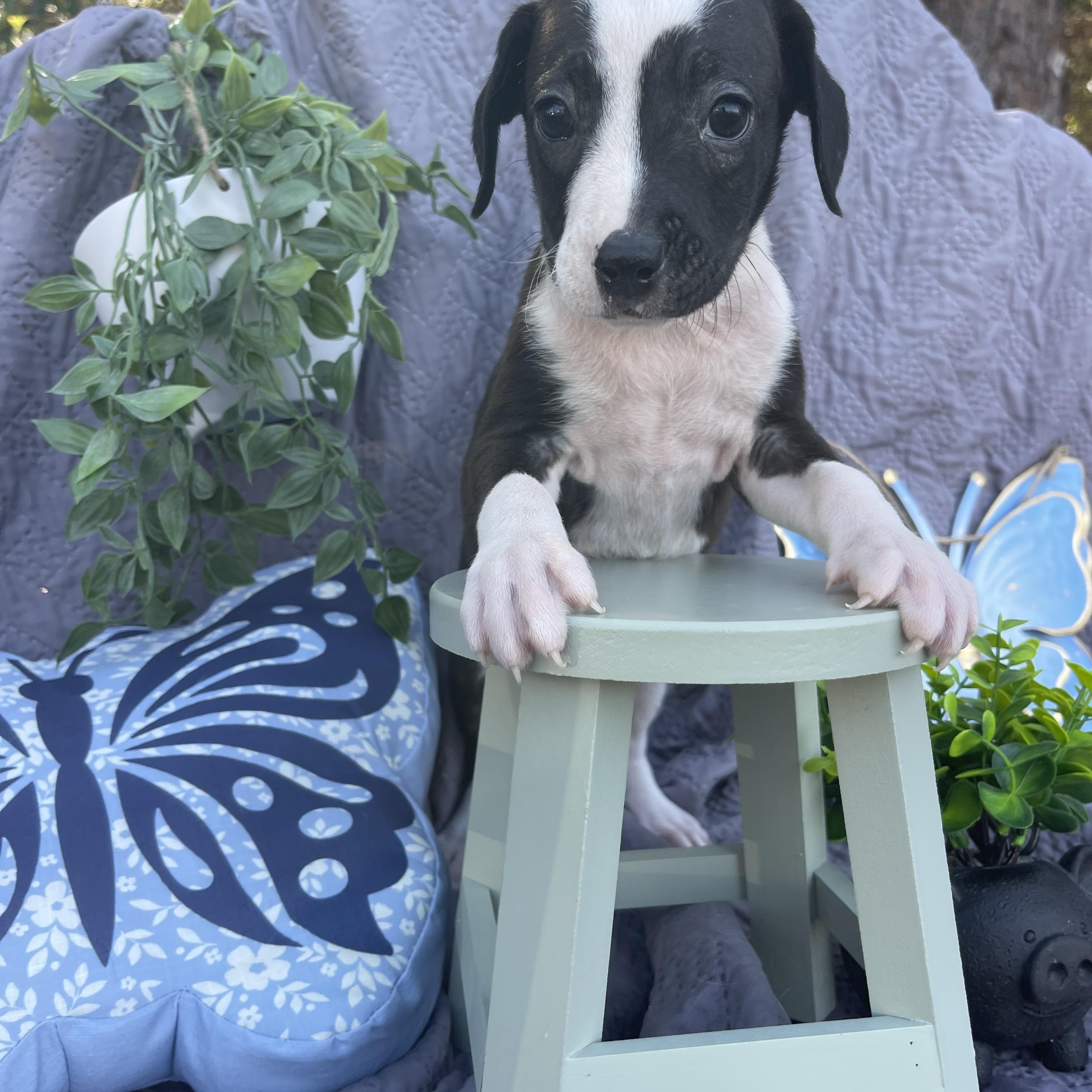 Enlarge Moo Moo, an adopted mixed breed in Sebring, FL image 5/6