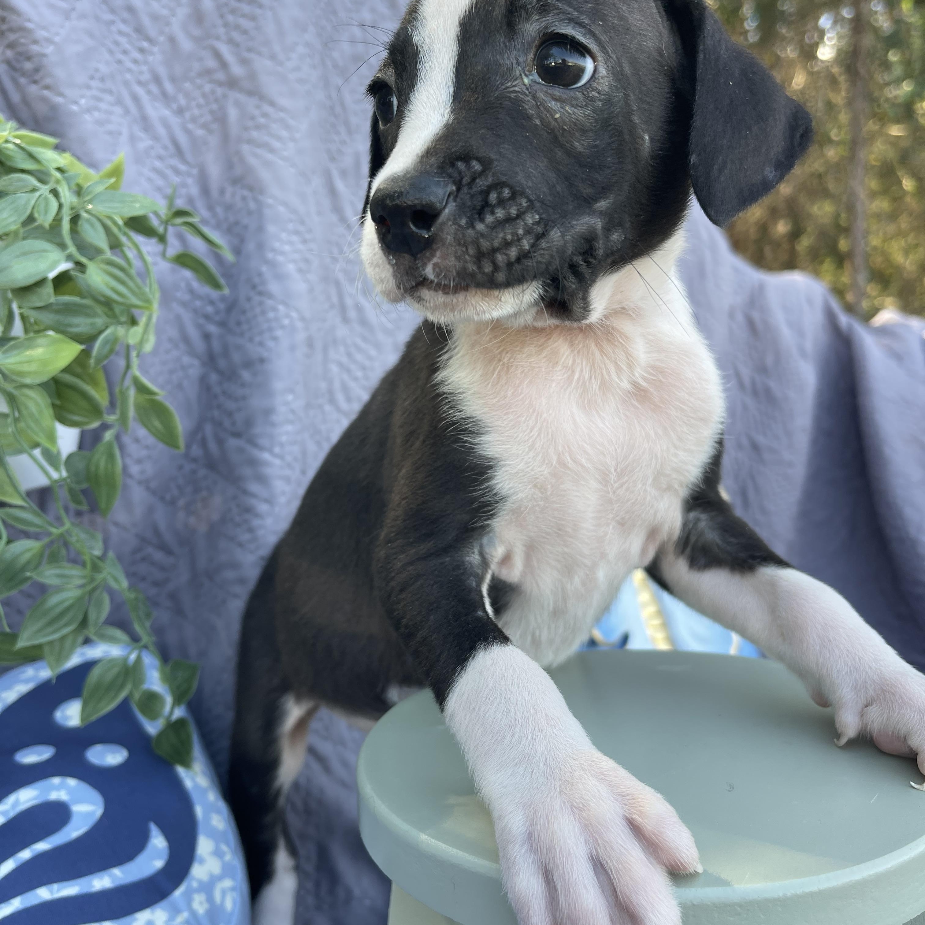 Enlarge Moo Moo, an adopted mixed breed in Sebring, FL image 3/6