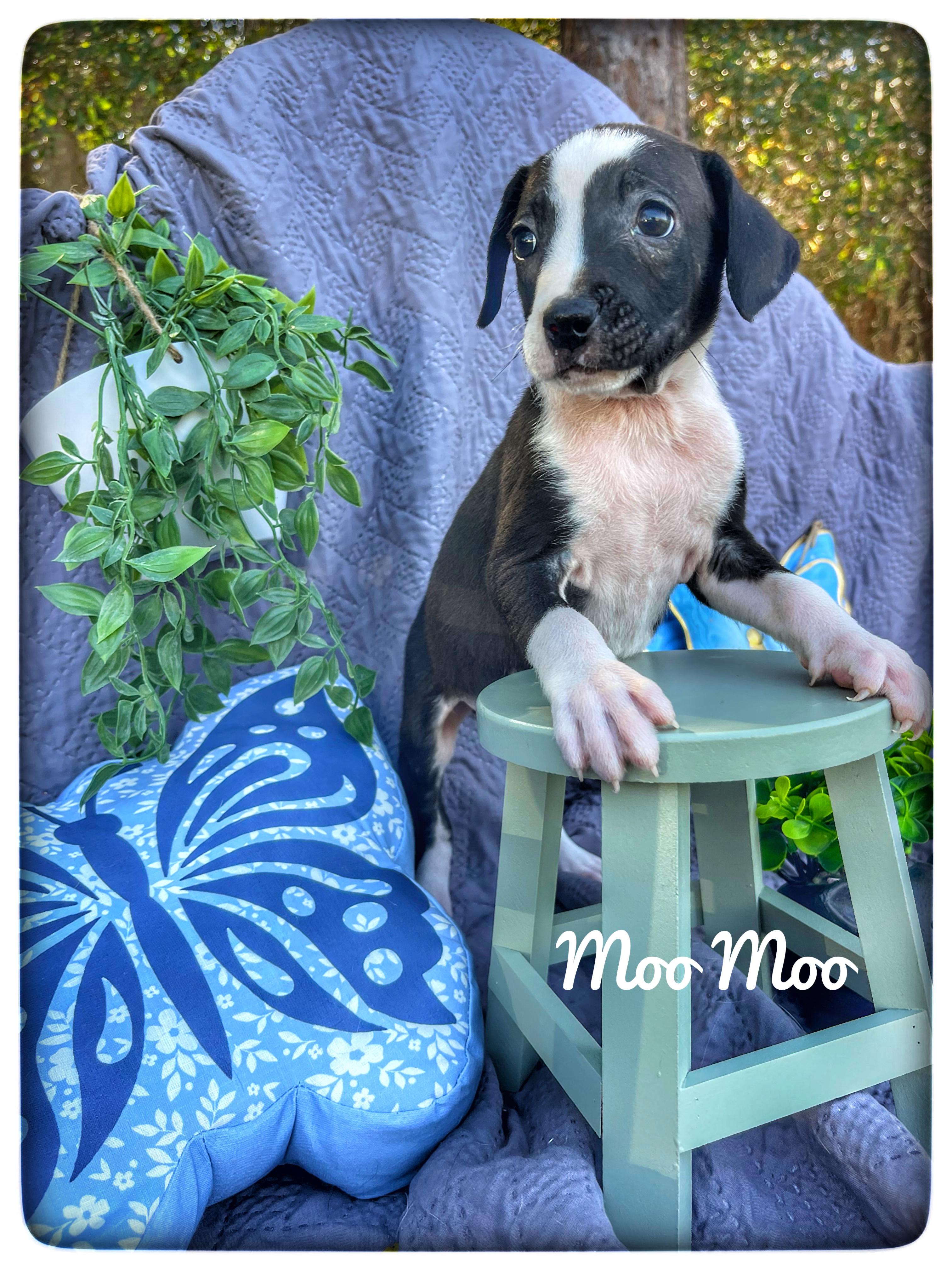 Enlarge Moo Moo, an adopted mixed breed in Sebring, FL image 1/6