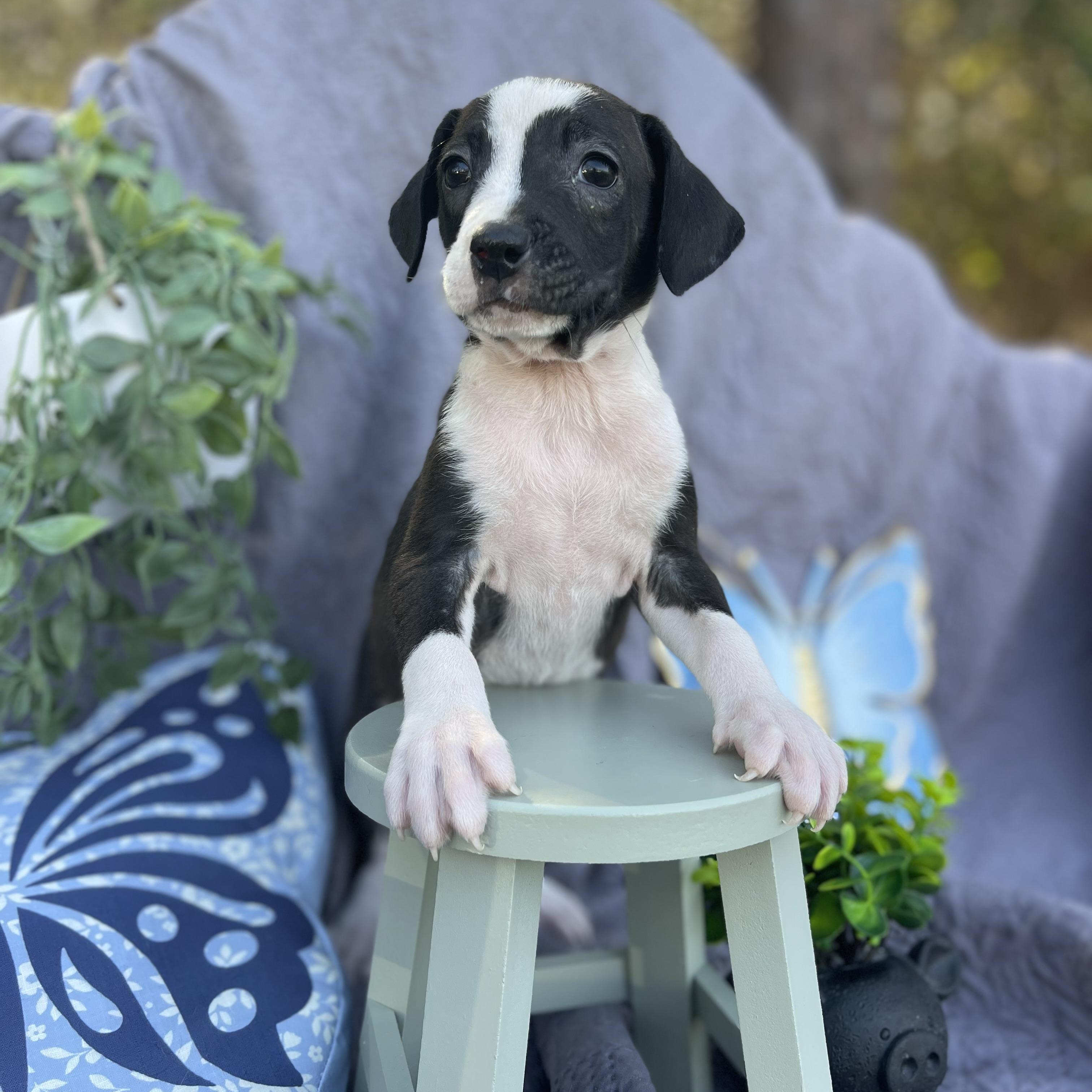 Enlarge Moo Moo, an adopted mixed breed in Sebring, FL image 4/6