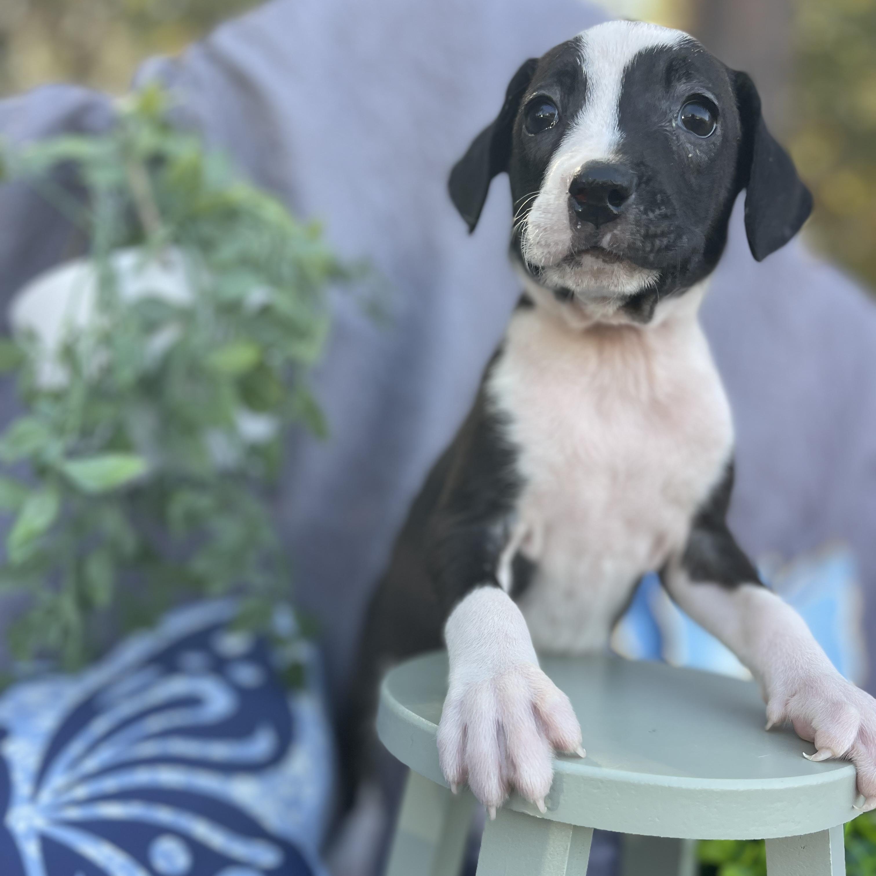 Enlarge Moo Moo, an adopted mixed breed in Sebring, FL image 2/6