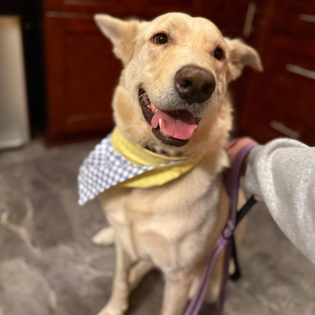 KIMBA, Adoptable, Adult Male German Shepherd Dog.