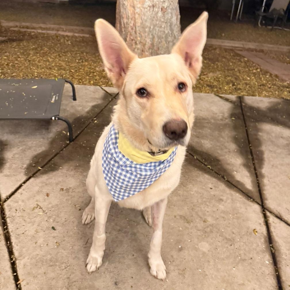 KIMBA, a Adoptable mixed breed in Ontario, CA image 2/4