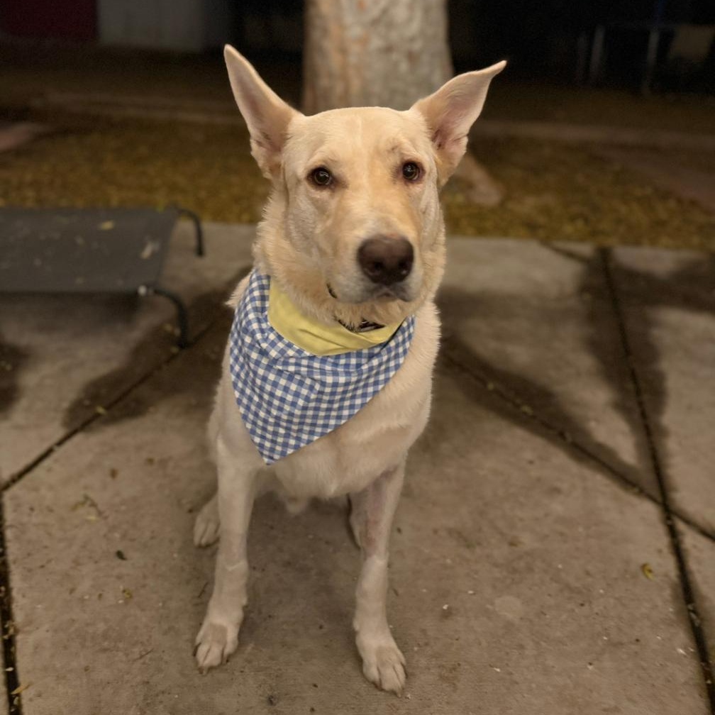 KIMBA, a Adoptable mixed breed in Ontario, CA image 4/4