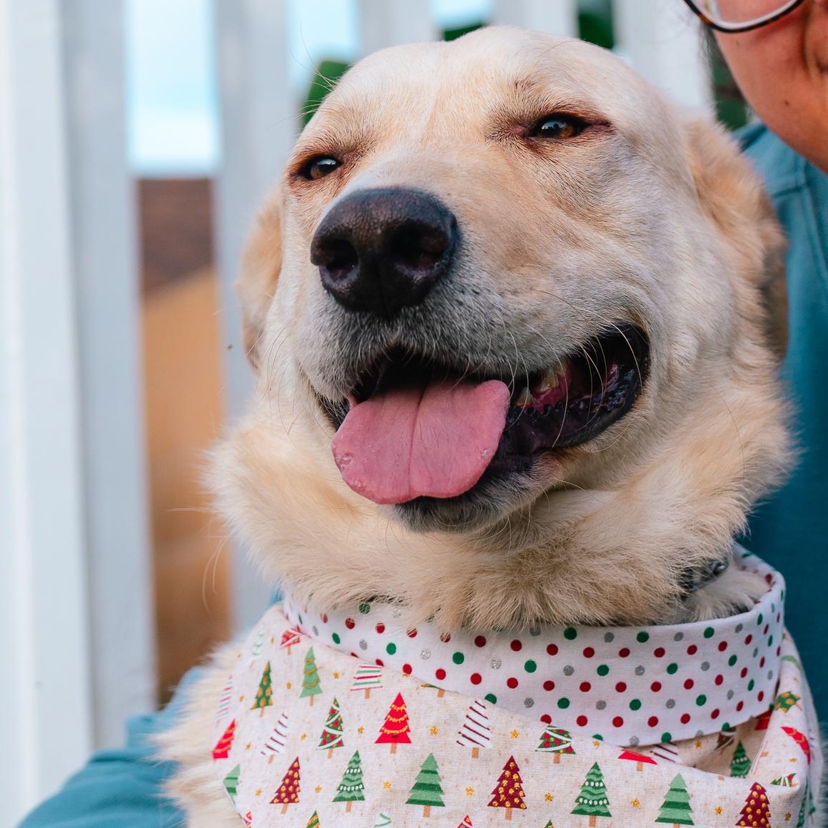 KIMBA, Adoptable, Adult Male German Shepherd Dog.