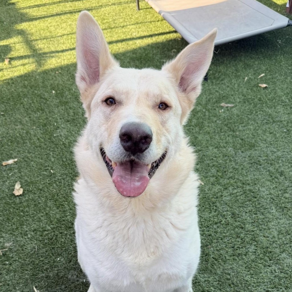 KIMBA, Adoptable, Adult Male German Shepherd Dog.