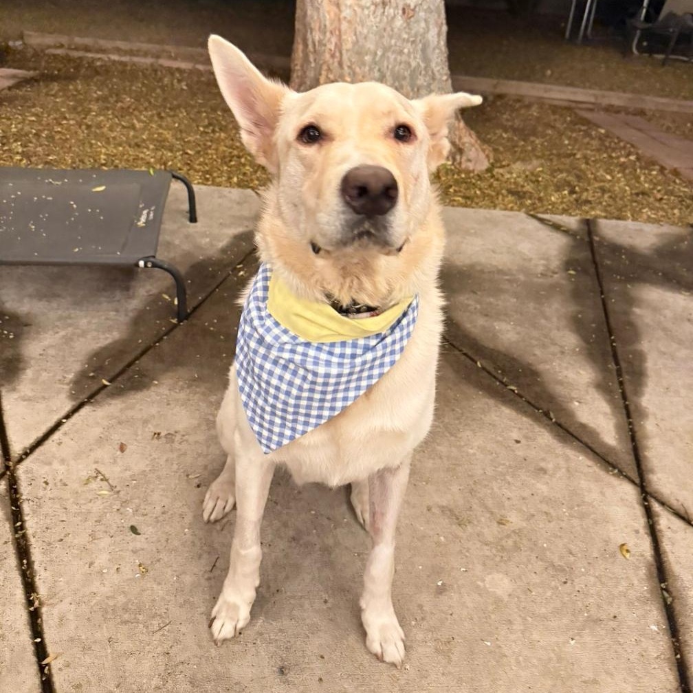 KIMBA, a Adoptable mixed breed in Ontario, CA image 3/4