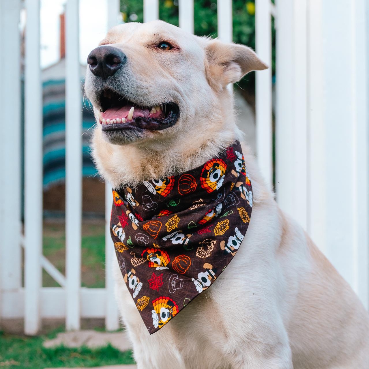 Enlarge KIMBA, a Adoptable mixed breed in Ontario, CA image 2/5