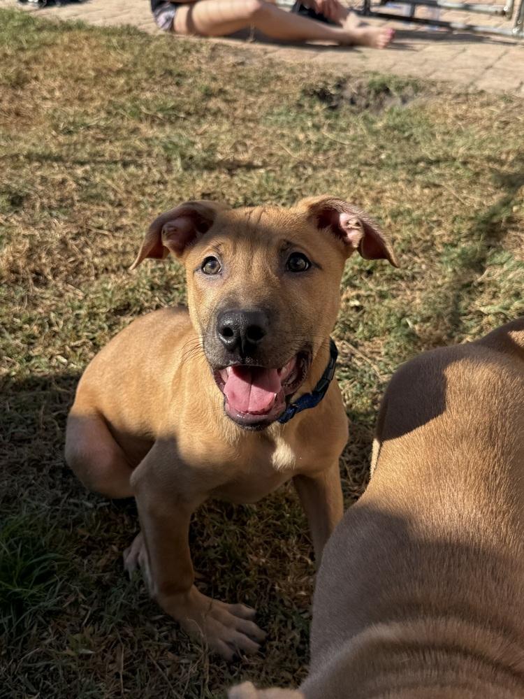 Enlarge Crush, a Adoptable Black Mouth Cur in Palm Bay , FL image 1/1