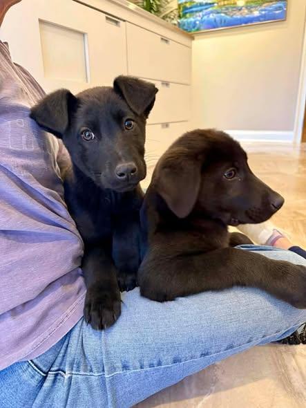 Arrow, adopted, Puppy Male Black Labrador Retriever.